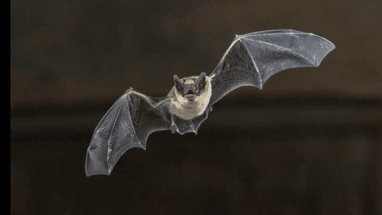 How Do Bats Get into Plumbing